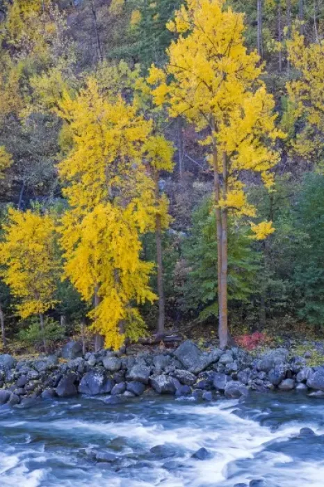 Framed Print : WA, Wenatchee NF, near Leavenworth, Tumwater Canyon; Autumn color along the Wenatchee