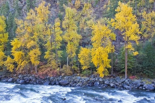 WA, Wenatchee NF, near Leavenworth, Tumwater Canyon; Autumn color along the Wenatchee