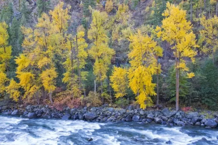 Framed Print : WA, Wenatchee NF, near Leavenworth, Tumwater Canyon; Autumn color along the Wenatchee