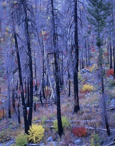 WA, Wenatchee NF, Tumwater Canyon, fire blackened pines and fall color