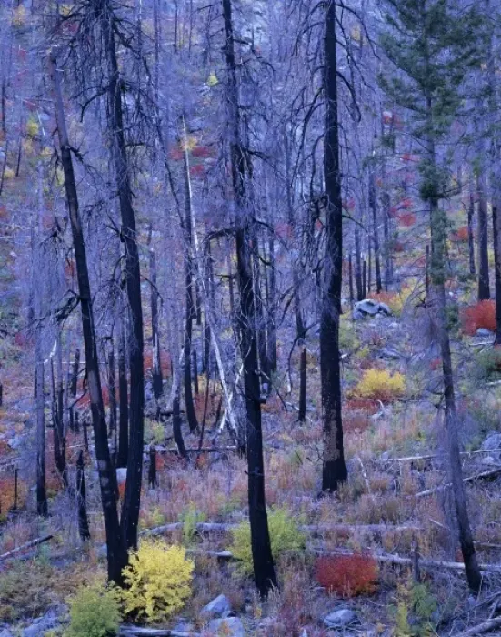 Framed Print : WA, Wenatchee NF, Tumwater Canyon, fire blackened pines and fall color Framed Print : WA, Wenatchee NF, Tumwater Canyon, fire blackened pines and fall color