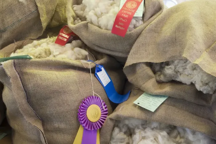 Framed Print : WA, Whitman County, Palouse Empire Fair, Sheep wool in the 4H competition