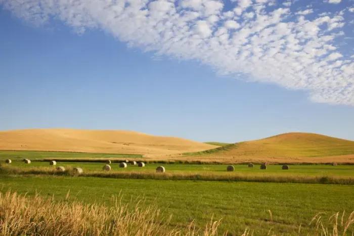 Framed Print : WA, Whitman County, Palouse Farmland Framed Print : WA, Whitman County, Palouse Farmland