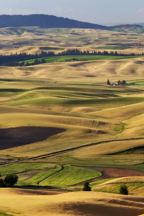 Framed Print : WA, Whitman County, Palouse Farmland, view from Steptoe Butte Framed Print : WA, Whitman County, Palouse Farmland, view from Steptoe Butte