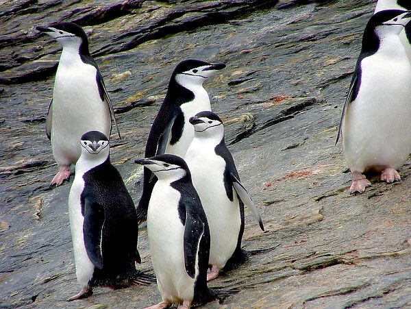 A waddle (group) of Chinstrap Penguins (Pygoscelis antarctica) at Gibbs Island (South