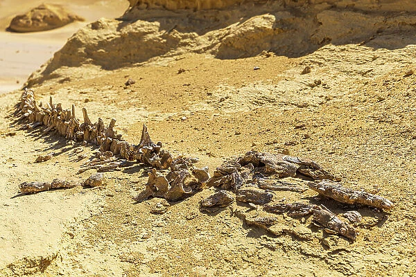Wadi al Hitan, Faiyum, Egypt. Whale fossil along the interpretive trail at Wadi el-Hitan paleontological site