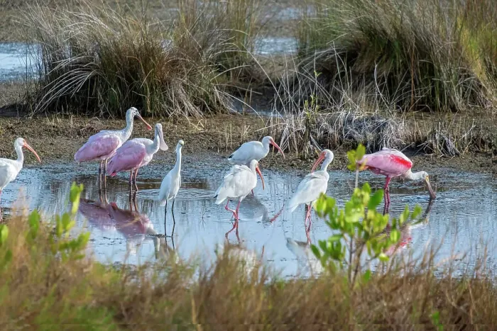 Framed Print : Wading birds in marsh, Merritt Island National Wildlife Refuge, Florida Framed Print : Wading birds in marsh, Merritt Island National Wildlife Refuge, Florida