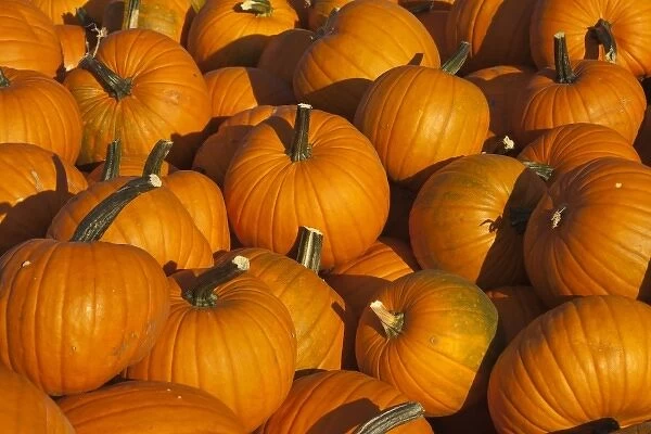 Wagon laod of ripe pumpkins in the Flathead Valley near Kalispell, Montana, USA
