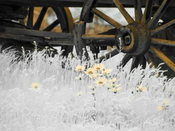 Framed Print : Wagon wheels with Spring wildflowers Framed Print : Wagon wheels with Spring wildflowers
