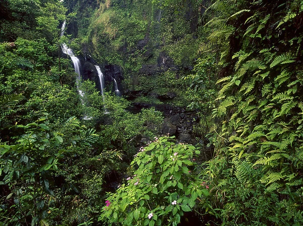 Waimoku Falls surrounded by verdant forest, impatiens flowers, Maui, Hawaii