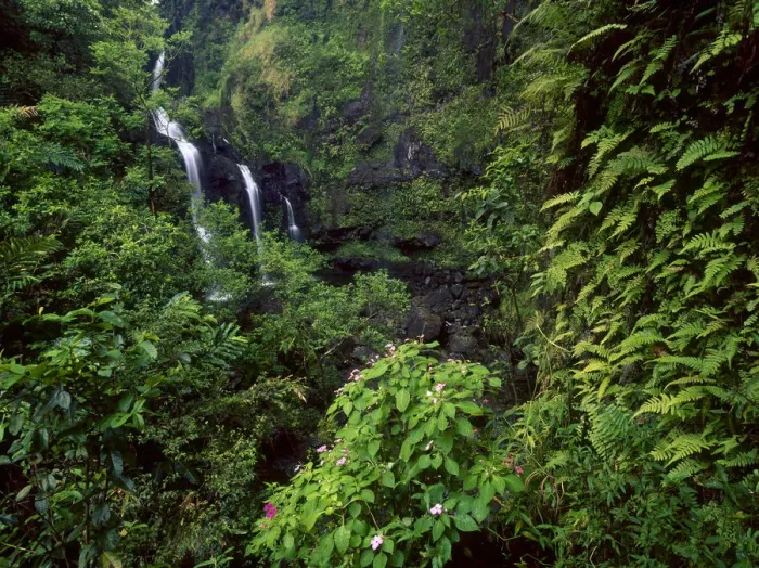 Framed Print : Waimoku Falls surrounded by verdant forest, impatiens flowers, Maui, Hawaii Framed Print : Waimoku Falls surrounded by verdant forest, impatiens flowers, Maui, Hawaii