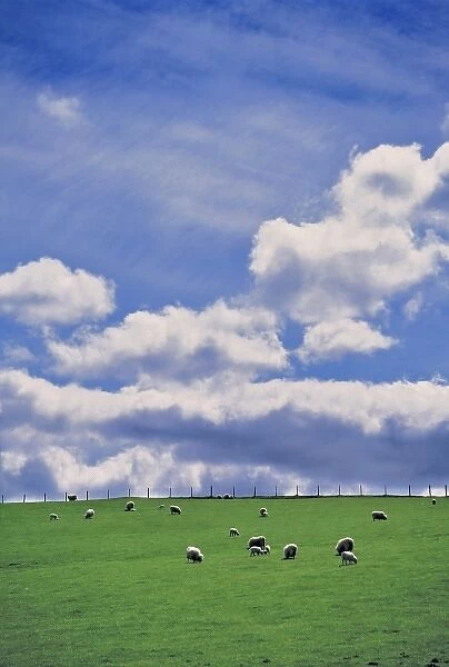 Wales, Gwynedd County, Dovey Valley. This flock of sheep in the Dovey Valley in Gwynedd Co