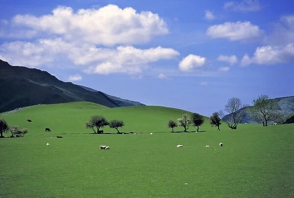Wales, Gwynedd County, Dovey Valley. Lucky sheep graze in the emerald green grass of Dovey Valley