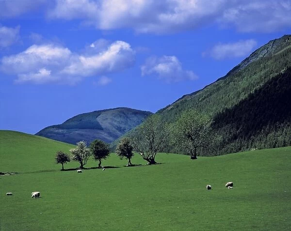 Wales, Gwynedd County, Dovey Valley. Sheep graze in Gwynedd Countys Dovey Valley