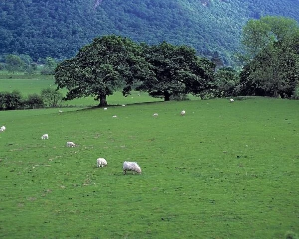 Wales, Gwynedd County, Dovey Valley. Sheep graze peacefully in the Dovey Valley in Snowdonia NP