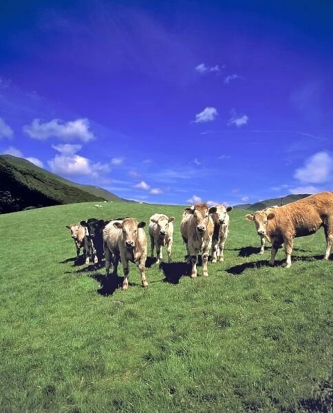 Wales, Gwynedd County, Dovey Valley. A herd of curious cows pose in the Dovey Valley
