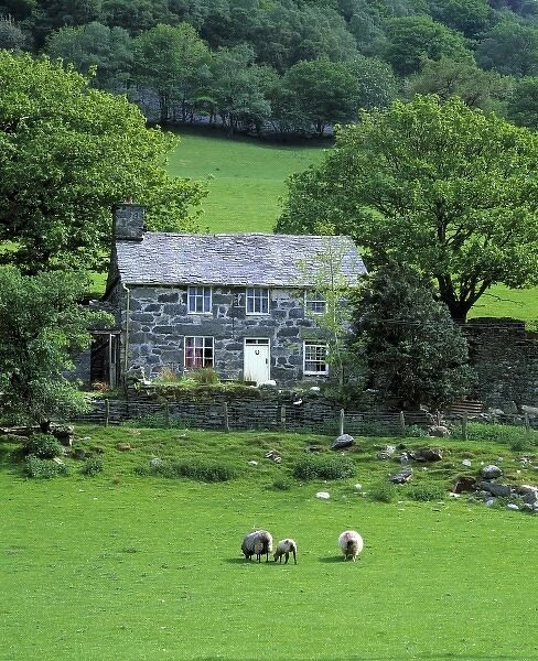 Wales, Gwynedd County, Dovey Valley. Sheep graze before an empty stone house on a