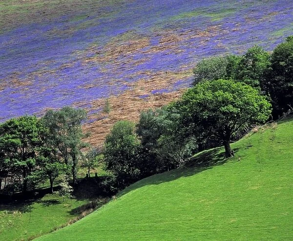 Wales, Gwynedd County, Dovey Valley. Purple wildflowers color the hillside in Llanymawddwy