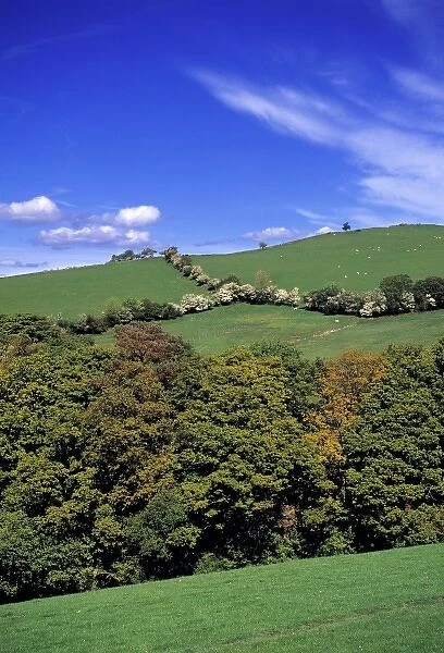 Wales, Gwynedd County, Ty-nant Valley. Large trees offer shelter to sheep and other