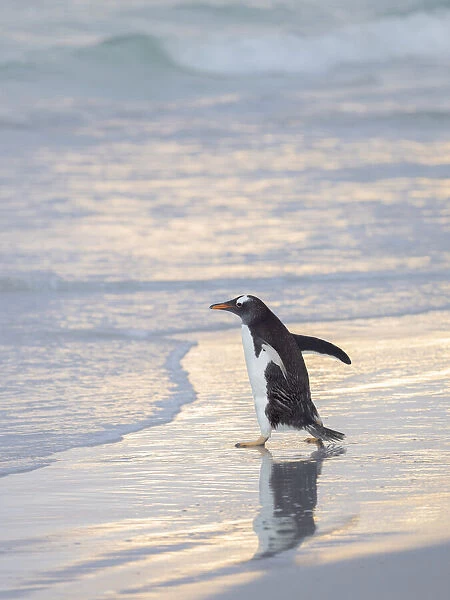Walking to enter the sea during early morning. Gentoo penguin in the Falkland Islands in