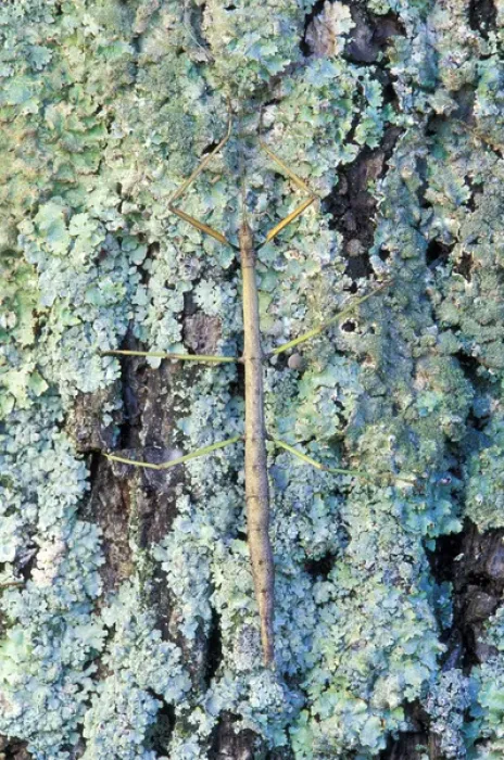 Framed Print : Walking stick on lichen-covered tree Framed Print : Walking stick on lichen-covered tree