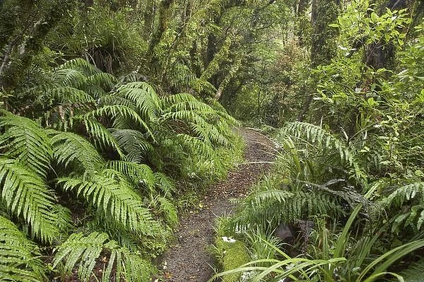 Walking Track to Dawson Falls, Mt Taranaki, Egmont National Park, Taranaki, North Island