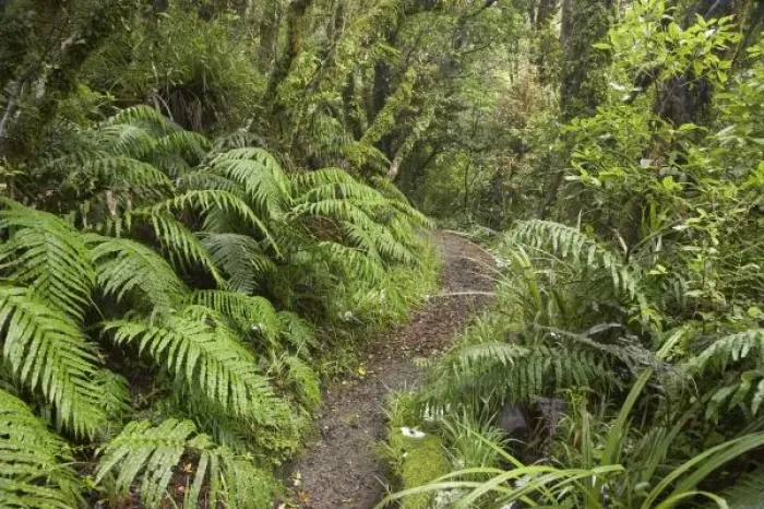 Framed Print : Walking Track to Dawson Falls, Mt Taranaki, Egmont National Park, Taranaki, North Island