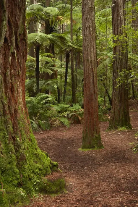 Framed Print : Walking track through The Redwoods (Whakarewarewa Forest), Rotorua, North Island