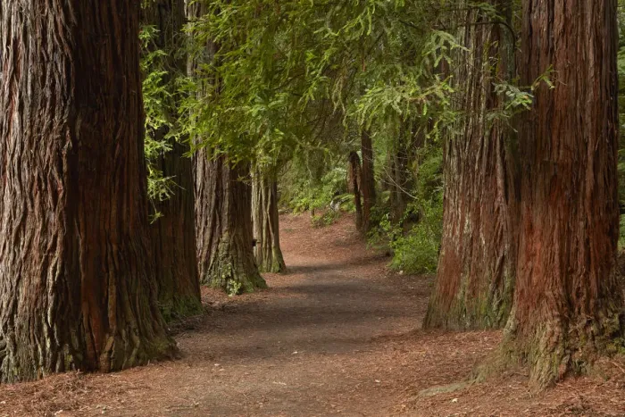 Framed Print : Walking track through The Redwoods (Whakarewarewa Forest), Rotorua, North Island Framed Print : Walking track through The Redwoods (Whakarewarewa Forest), Rotorua, North Island