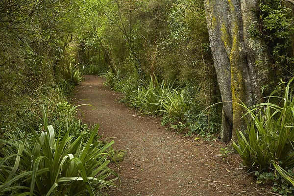 Walking track through remnant forest in Thompsons Bush, Invercargill, Southland, South Island