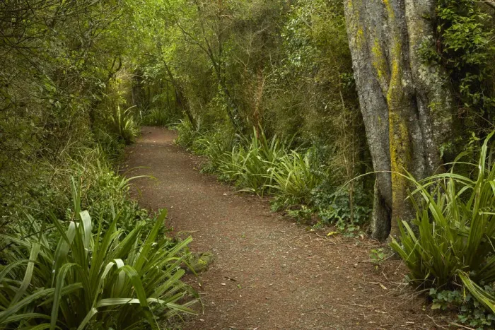 Framed Print : Walking track through remnant forest in Thompsons Bush, Invercargill, Southland, South Island Framed Print : Walking track through remnant forest in Thompsons Bush, Invercargill, Southland, South Island