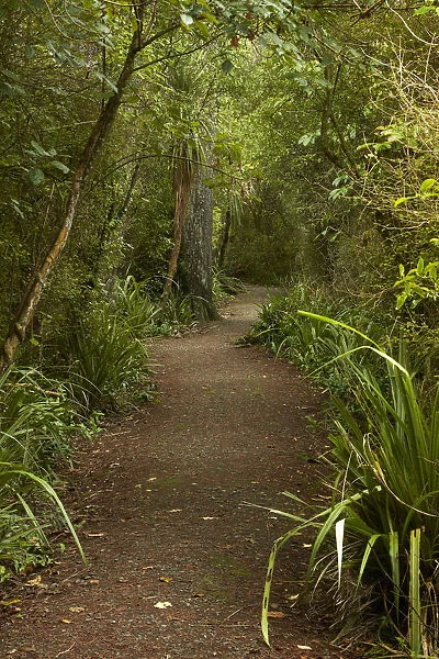 Walking track through remnant forest in Thompsons Bush, Invercargill, Southland, South Island