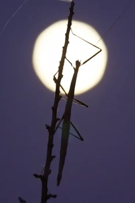 Framed Print : walkingstick and full moon in south Texas, USA Framed Print : walkingstick and full moon in south Texas, USA