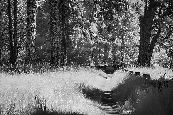 Walkway though forest in black and white, Yosemite National Park, California