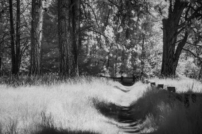Framed Print : Walkway though forest in black and white, Yosemite National Park, California