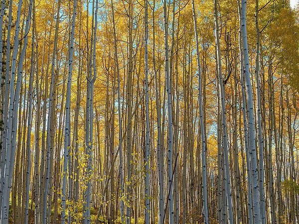 Wall of aspen trees in Beaver Creek, Colorado, USA