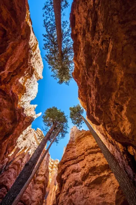 Framed Print : Wall Street, Bryce Canyon National Park Utah, USA Framed Print : Wall Street, Bryce Canyon National Park Utah, USA