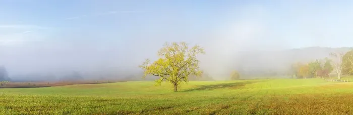 Framed Print : Walnut tree in fall and fog Cades Cove, Great Smoky Mountains National Park, Tennessee Framed Print : Walnut tree in fall and fog Cades Cove, Great Smoky Mountains National Park, Tennessee
