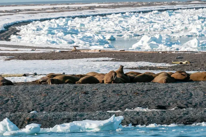 Framed Print : A walrus colony basks on a strip of land amid ice floe in the Arctic. Moffen, Svalbard, Norway