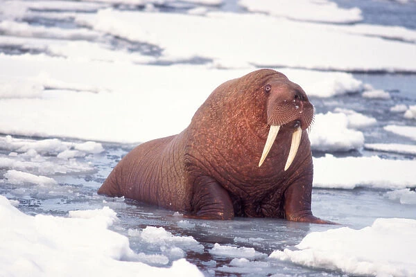 walrus, Odobenus rosmarus, bull on the pack ice, Bering Sea, Alaska
