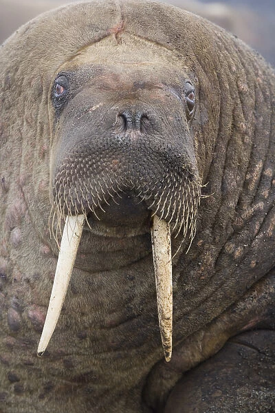 walrus (Odobenus rosmarus) close-up of head, June