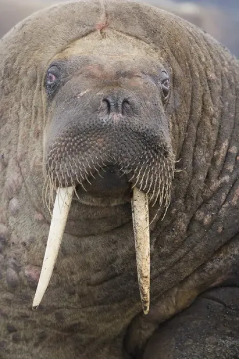 Framed Print : walrus (Odobenus rosmarus) close-up of head, June Framed Print : walrus (Odobenus rosmarus) close-up of head, June