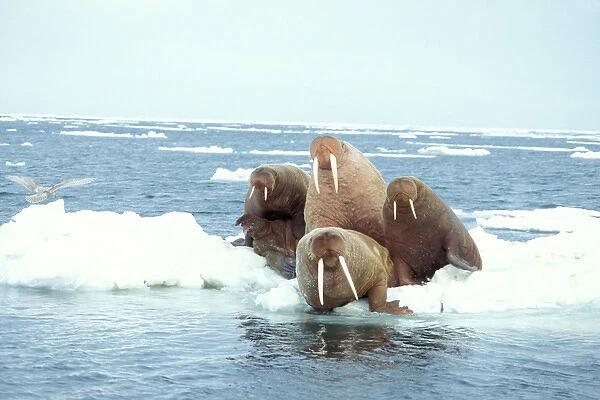 walrus, Odobenus rosmarus, group on the pack ice, Bering Sea, Alaska