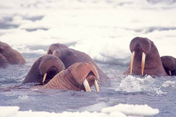 walrus, Odobenus rosmarus, group in the water in the middle of pack ice, Bering Sea