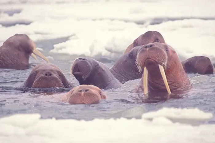 Framed Print : walrus, Odobenus rosmarus, group in the water in the middle of pack ice, Bering Sea