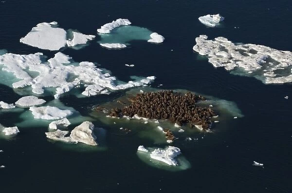 walrus, Odobenus rosmarus, herds resting on and swimming around chunks of pack ice