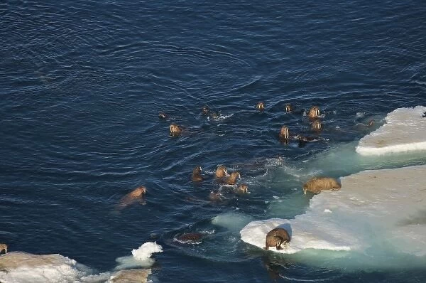 walrus, Odobenus rosmarus, herds resting and swimming around chunks of pack ice during