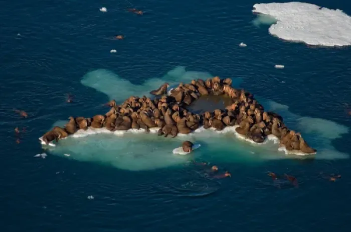 Framed Print : walrus, Odobenus rosmarus, herds resting on and swimming around chunks of pack ice Framed Print : walrus, Odobenus rosmarus, herds resting on and swimming around chunks of pack ice