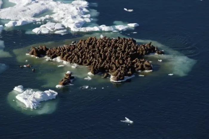 Framed Print : walrus, Odobenus rosmarus, herds resting on and swimming around chunks of pack ice Framed Print : walrus, Odobenus rosmarus, herds resting on and swimming around chunks of pack ice