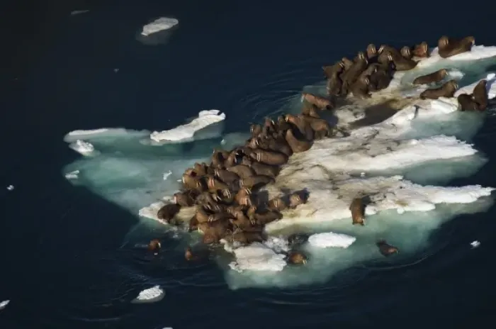 Framed Print : walrus, Odobenus rosmarus, herds resting on and swimming around chunks of pack ice Framed Print : walrus, Odobenus rosmarus, herds resting on and swimming around chunks of pack ice